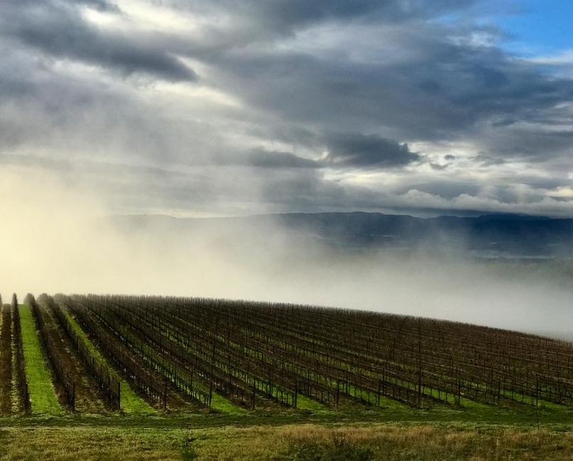 vineyard 2