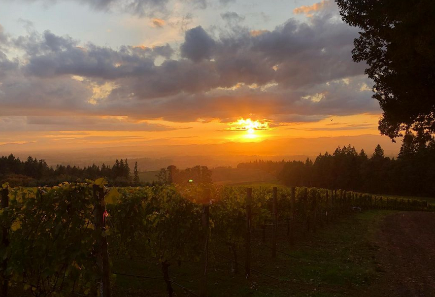 Vineyard