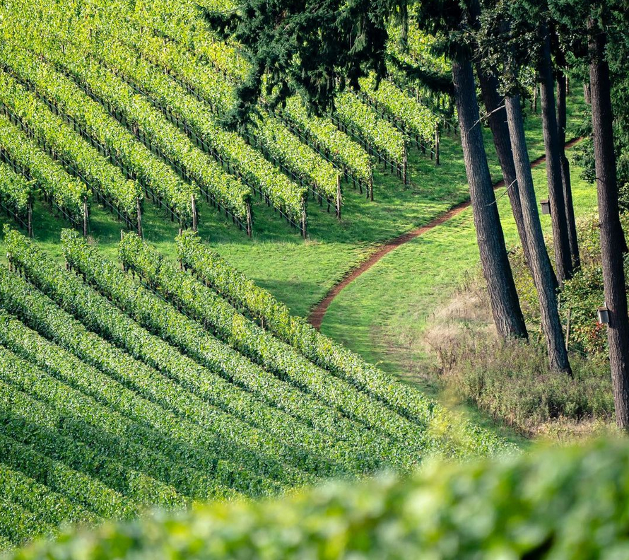 Vineyards with horse path
