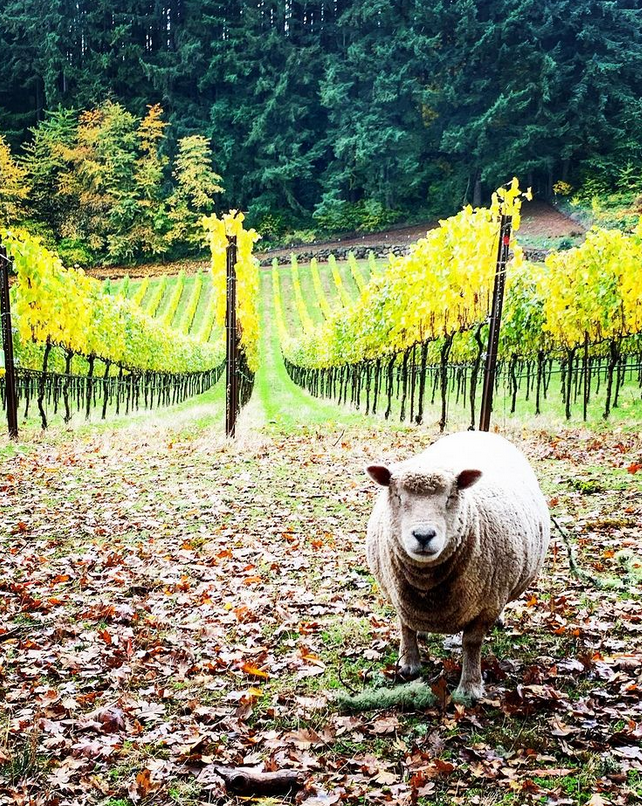 Sheep at Native Flora