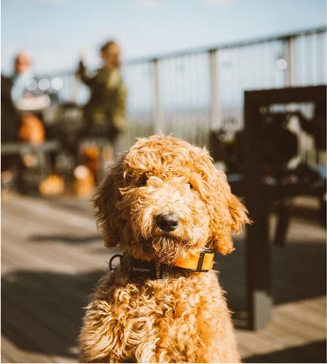 DOg -3
