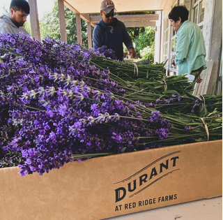Durant -2