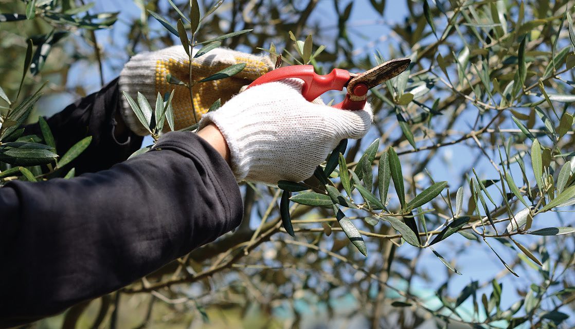 Olive oil brances