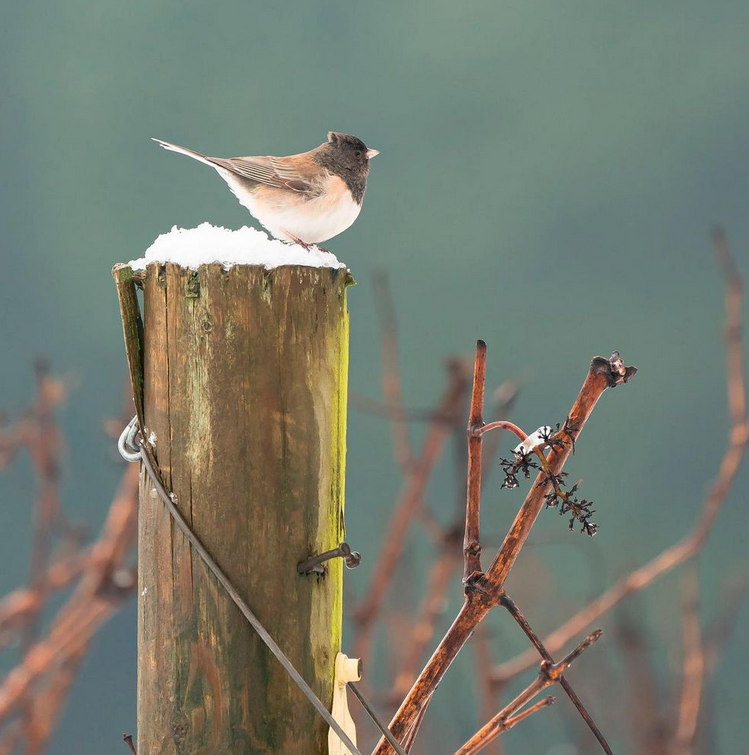 domaine de broglie - bird watching