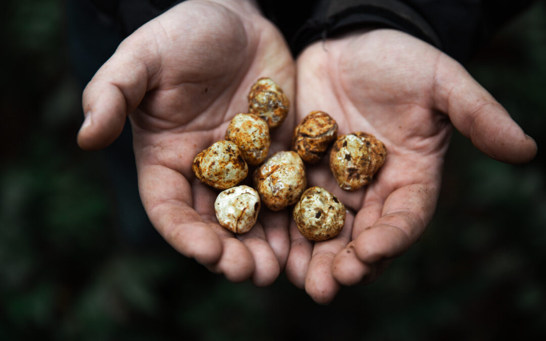 Spotlight on Truffle Hunting with Guide Ava Chapman