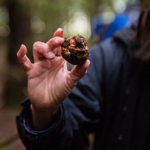 close up of a hand holding a black truffle