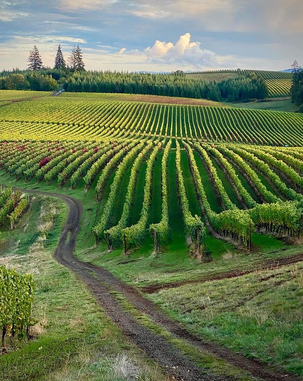 Hyland Vineyards