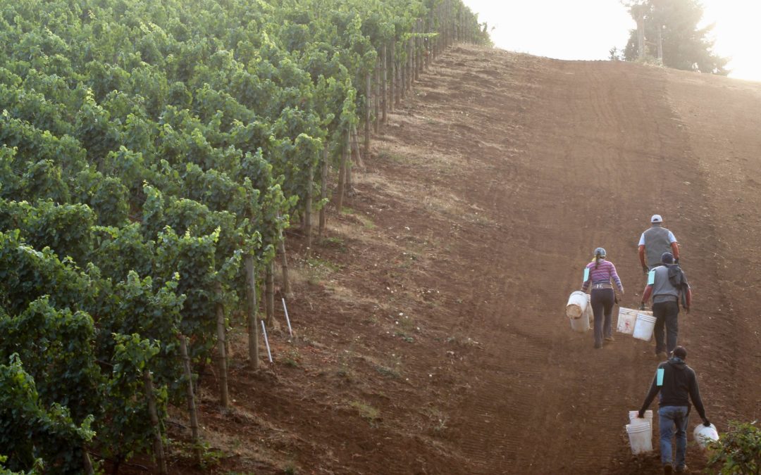 AHIVOY: An Organization working to showcase the talent that emerges from working in the vines