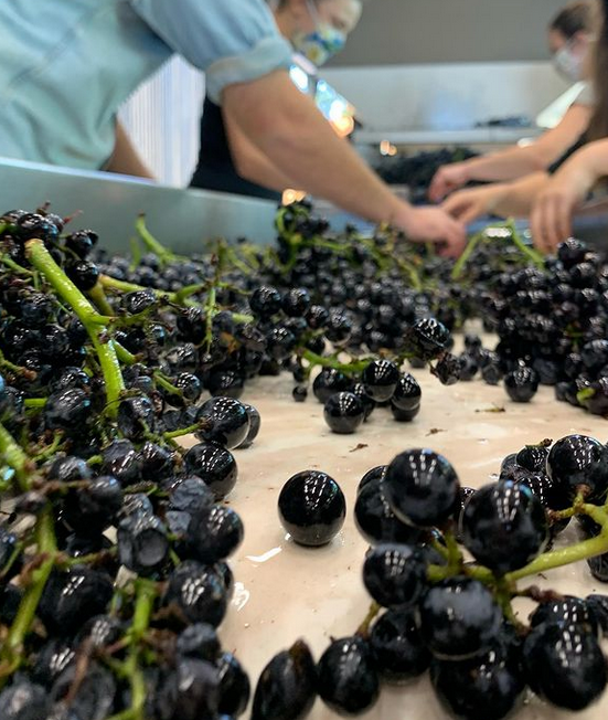 grapes