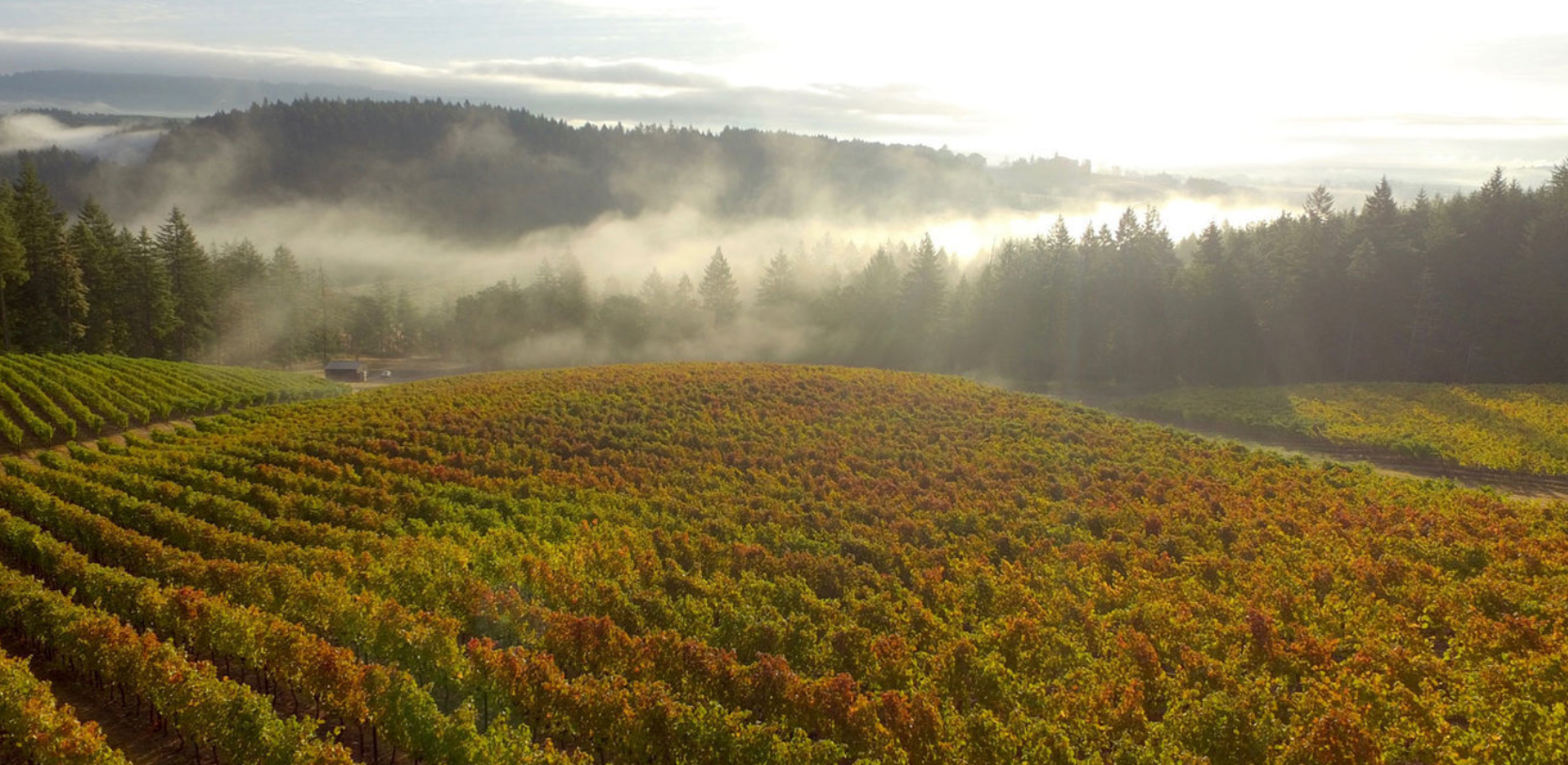 North Valley Vineyard