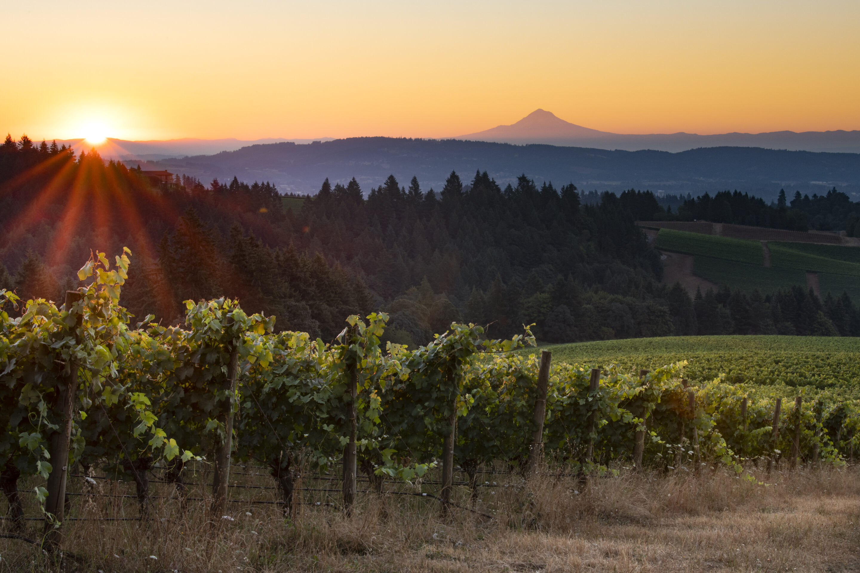 Kudsen Vineyard, summer sunrise next to Mt Hood, Dundee Hills, Oregon Christmas Romance