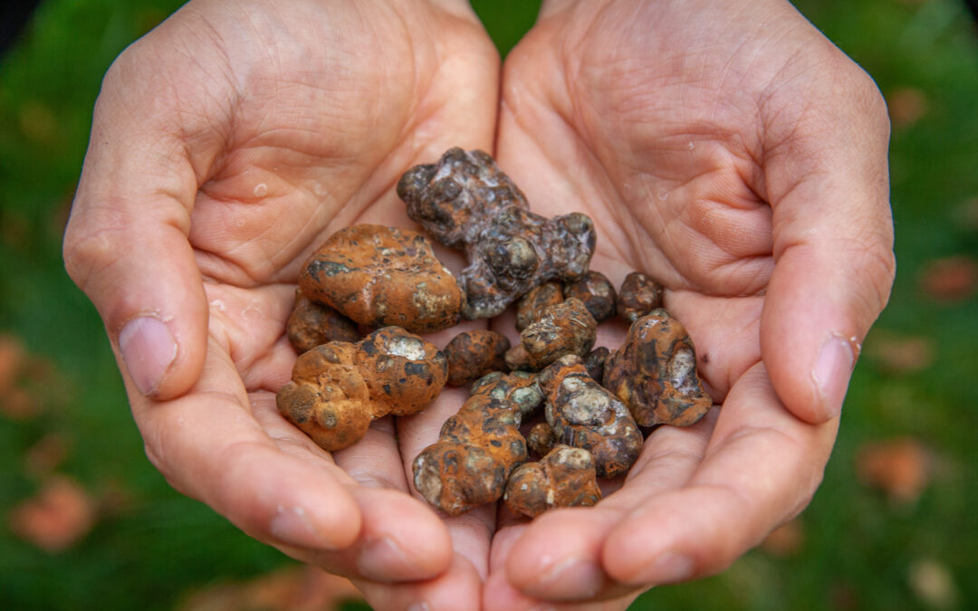 Searching for Buried Treasure: Truffle Hunting in Dundee