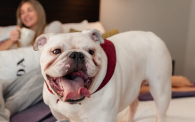 VIP (Very Important Pup!) Package