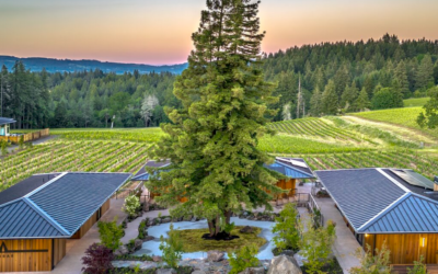 Winery Spotlight: Ambar Estate